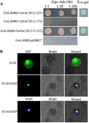Overexpression of TaNAC2D Displays Opposite Responses to Abiotic Stresses between Seedling and Mature Stage of Transgenic Arabidopsis